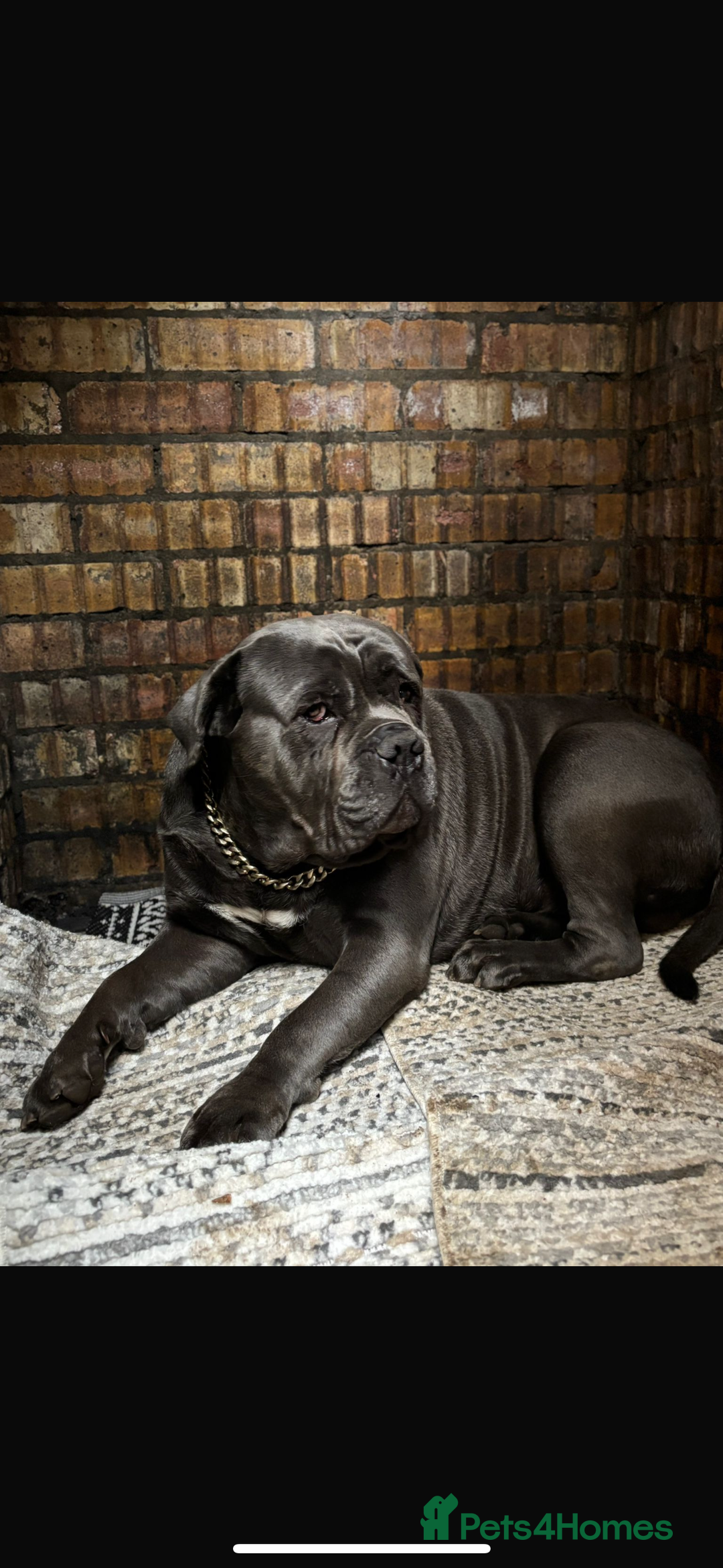 Cane Corso dogs for sale: Cane corso  - Image 3