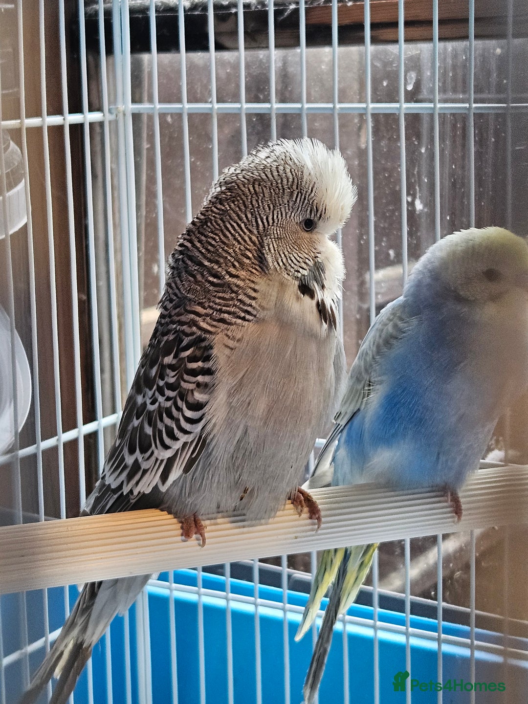 Budgerigars birds for sale: Young Budgies For Sale - Advert 10