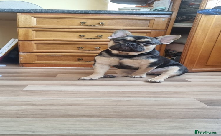 French Bulldog dogs - Advert 2