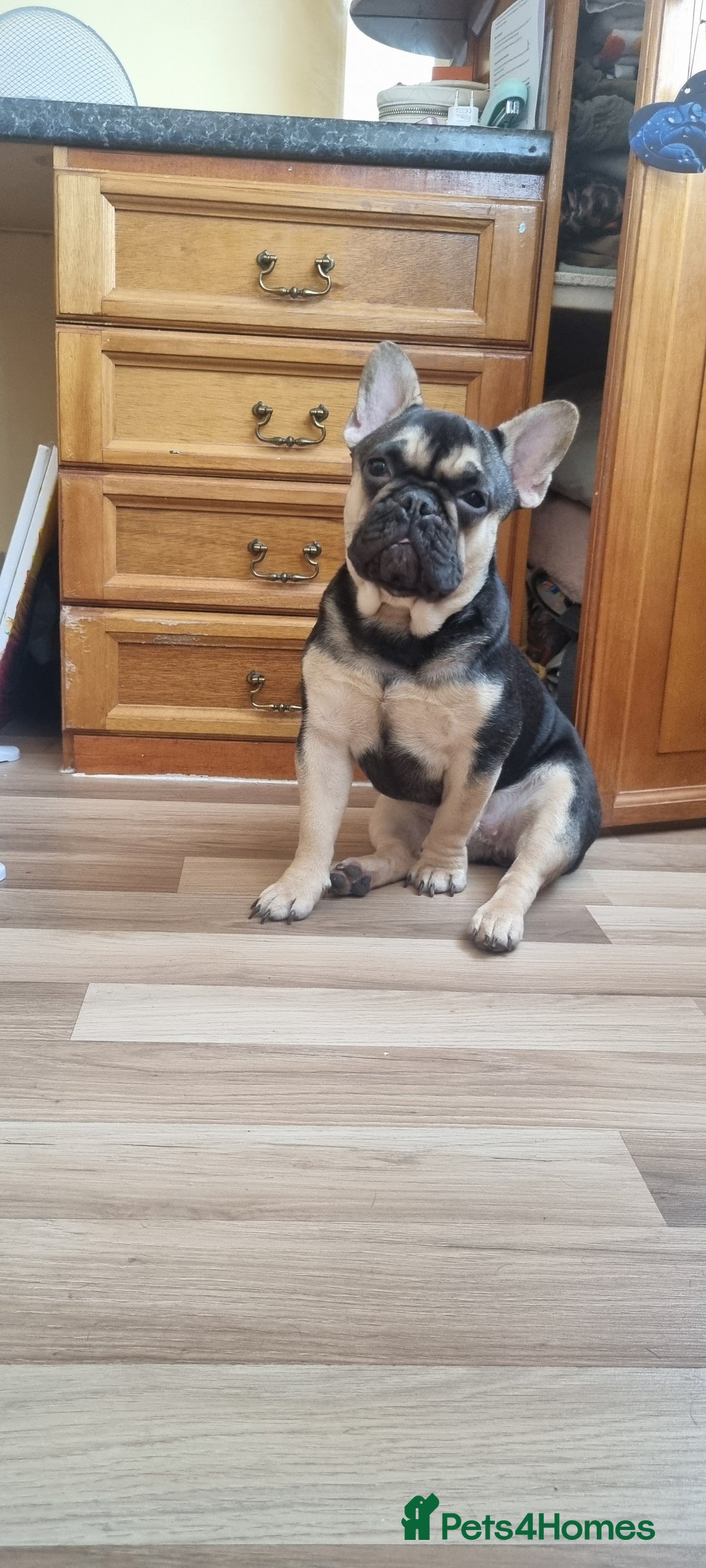 French Bulldog dogs for sale: Female Frenchie - Image 1