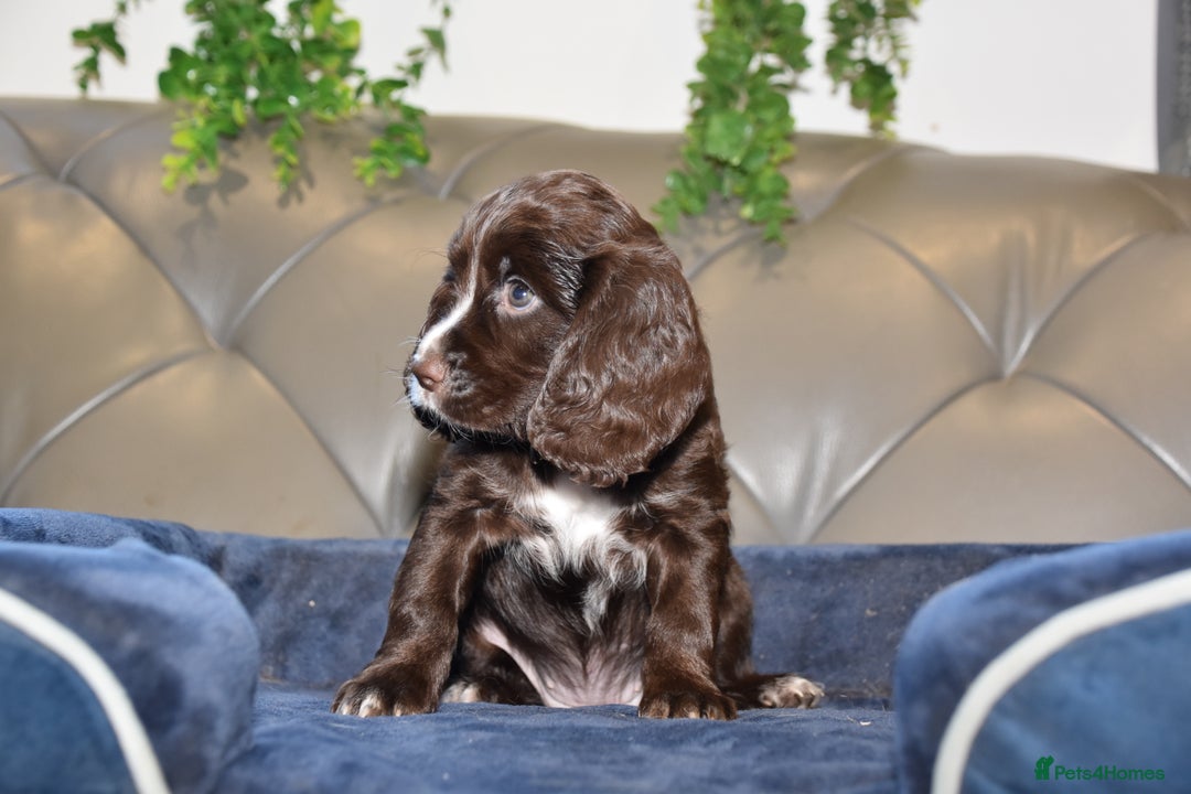 Cocker Spaniel dogs for sale: Kc Reg Health Tested Cocker Spaniel Puppies - Advert 13