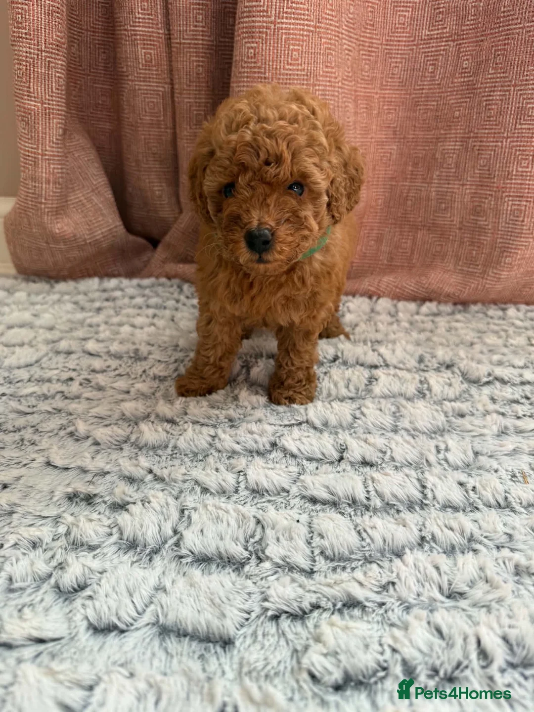 Toy Poodle dogs for sale: Amazing Pure Breed Toy poodle Puppies  - Advert 6