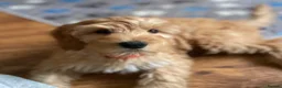 Cockapoo dogs for sale: 🐶READY TO LEAVE NOW 🐶 beautiful cockapoos  - Advert 11