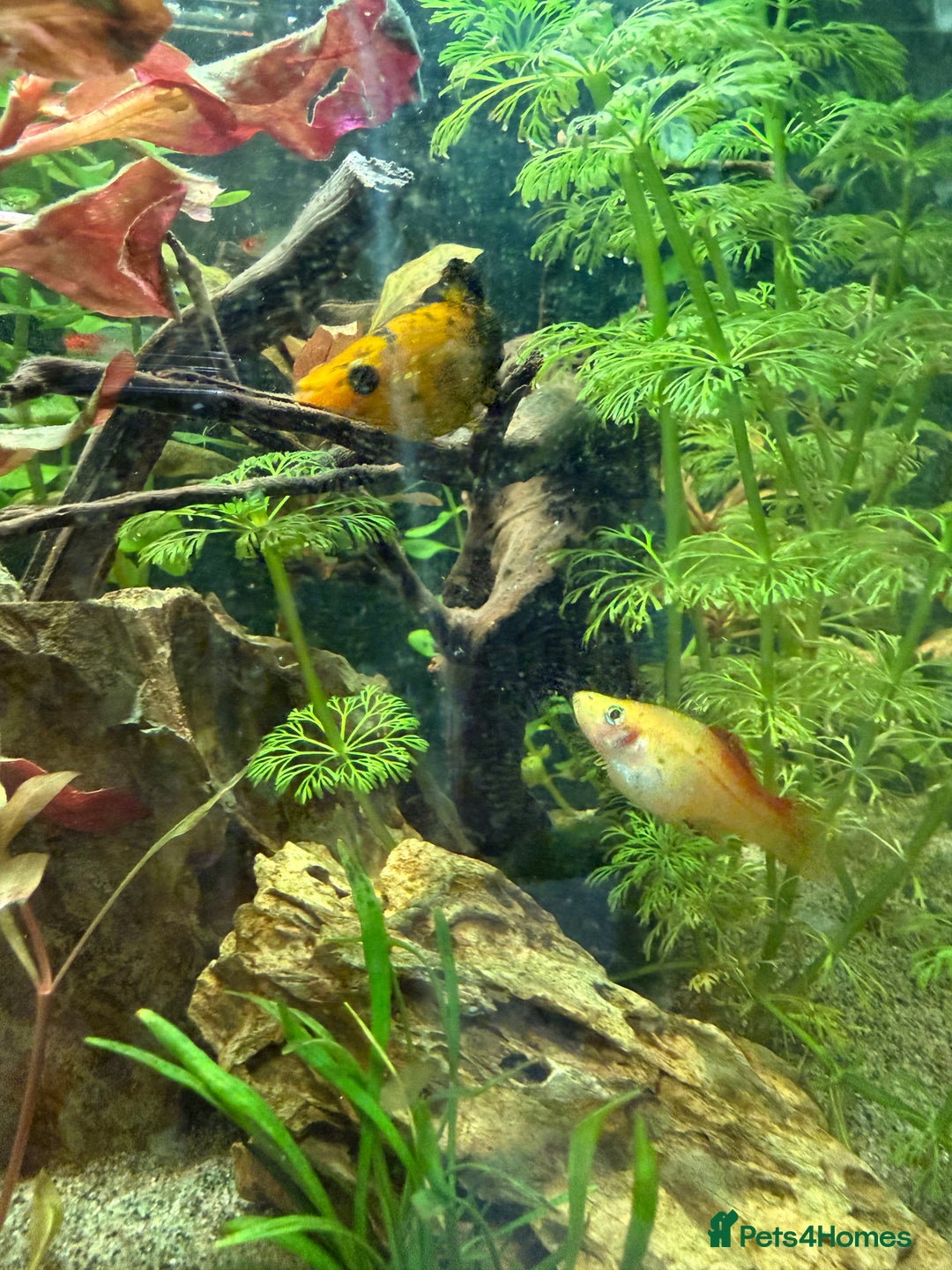 Mollies fish for sale: Mollies Need rehoming  - Advert 5