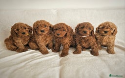 Cavapoo dogs for sale: Adorable F1b Cavapoo Puppies Ready 15th November - Image 1