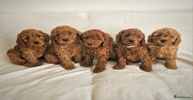 Cavapoo dogs - Advert 16