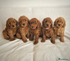 Cavapoo dogs - Advert 16