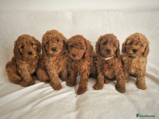Cavapoo dogs - Advert 32