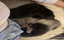 British Shorthair cats for sale: 1 Grey and 2 Black kittens - Image 1