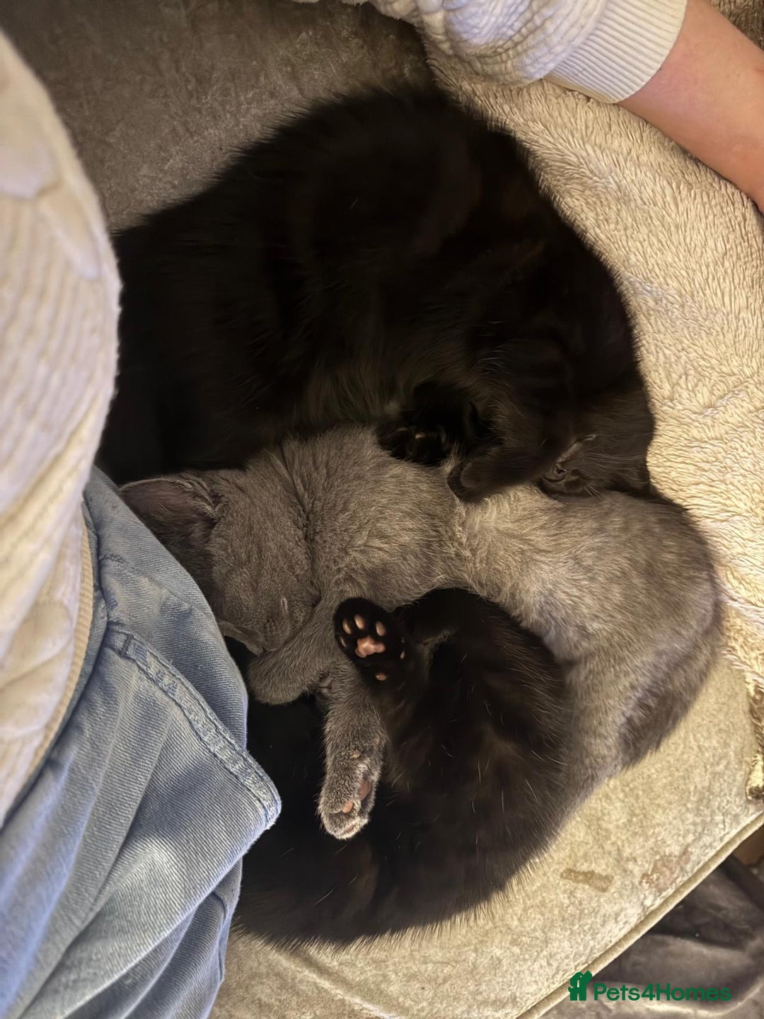 British Shorthair cats for sale: 1 Grey and 2 Black kittens - Image 1