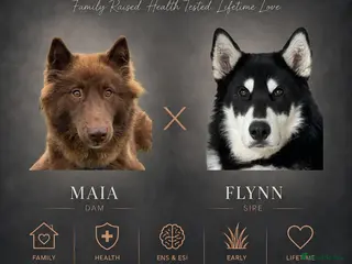 Mixed Breed dogs Crufts Line Husky x Malamute - Health tested 🐾 - Advert 1