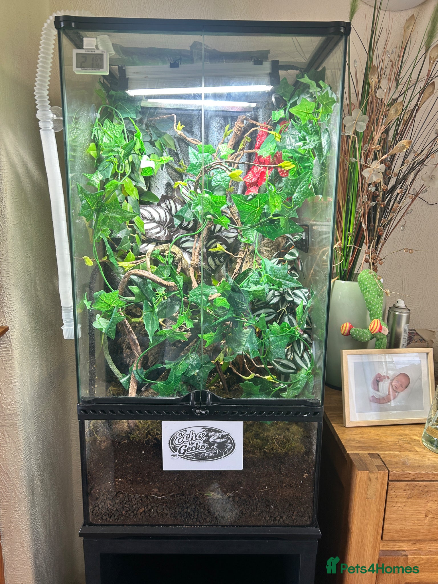 Gecko reptiles Male cream harlequin crested gecko an setup - Advert 1