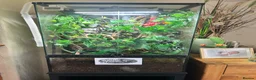 Gecko reptiles for sale: Male cream harlequin crested gecko an setup - Advert 1