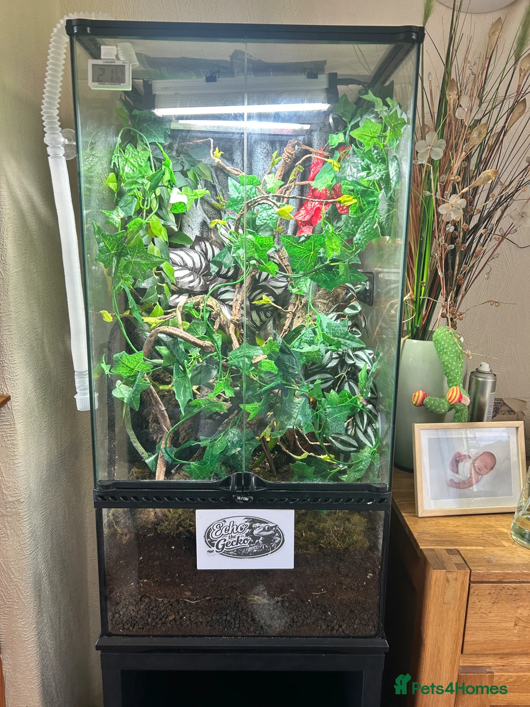 Gecko reptiles for sale: Male cream harlequin crested gecko an setup - Advert 1