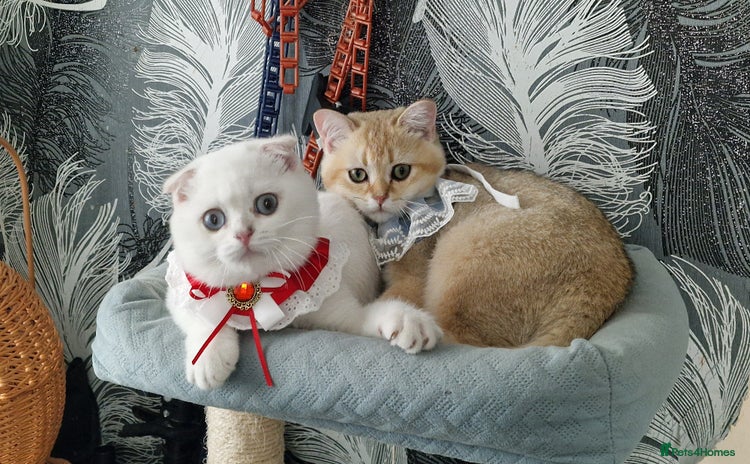 Scottish Fold cats - Advert 2
