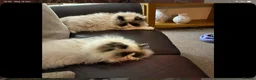 Ragdoll cats for sale: Ragdoll in Redditch - Advert 6
