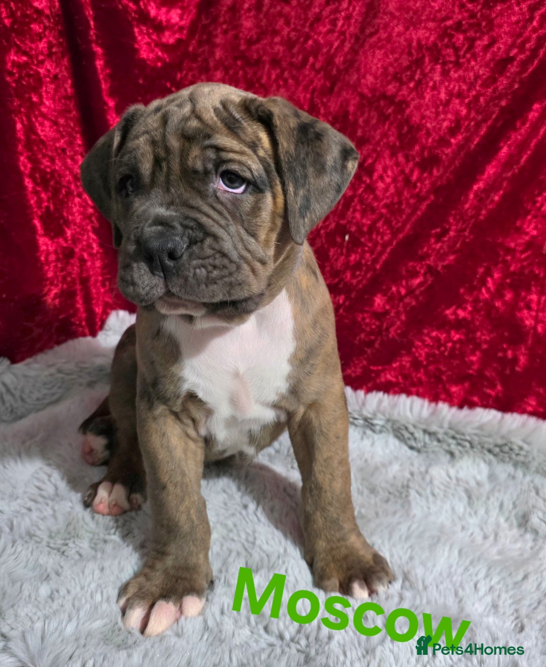 Boxer dogs for sale: Very unusual & Rare Boxer cross - Advert 1