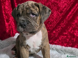 Boxer dogs Very unusual & Rare Boxer cross - Advert 4