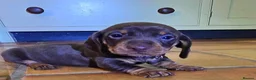 Miniature Dachshund dogs for sale: 5 Beautiful KC Registered Miniature Dachshund Pups - Advert 3