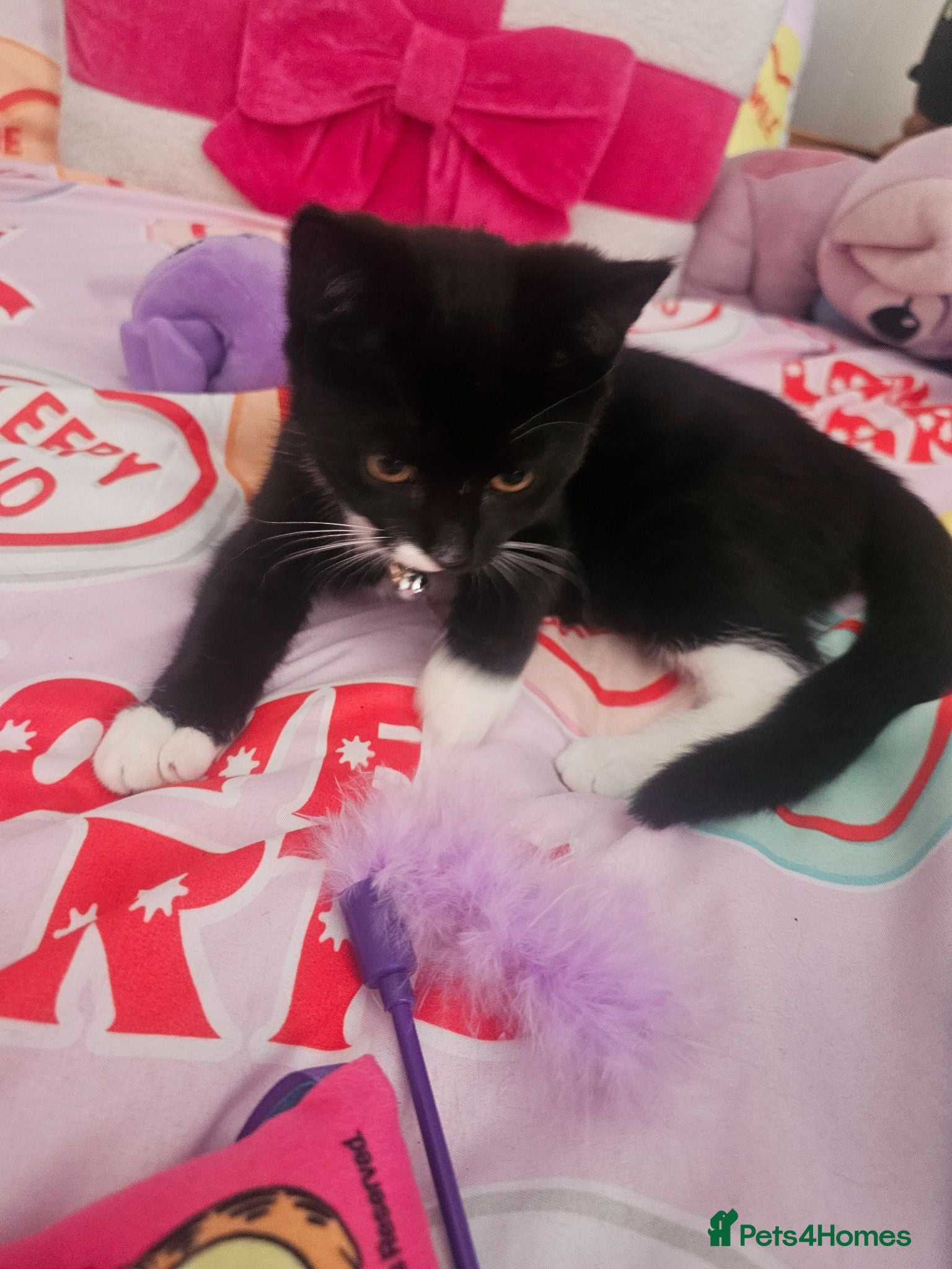 Domestic Shorthair cats Gorgeous 3 month old female - Advert 8