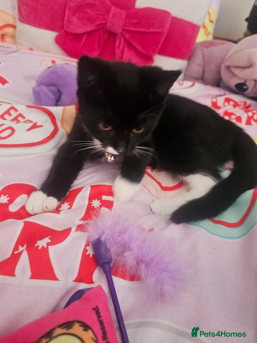Domestic Shorthair cats for sale: Gorgeous 3 month old female - Advert 1