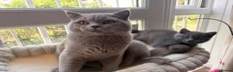 British Shorthair cats for sale: READY NOW ✨ British Shorthair Blue Kittens  - Advert 15