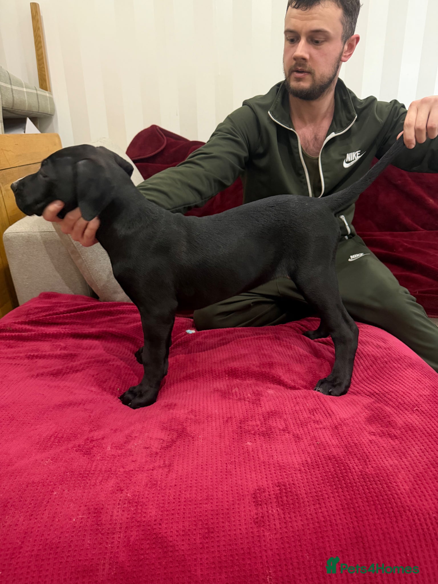 Presa Canario dogs Open to Offers - Quality Presa Canario Puppies - Advert 5
