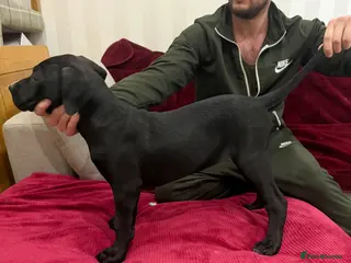 Presa Canario dogs Open to Offers - Quality Presa Canario Puppies - Advert 5