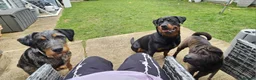 Rottweiler dogs for sale: 8 month old female rottweiler  in Swindon - Advert 8