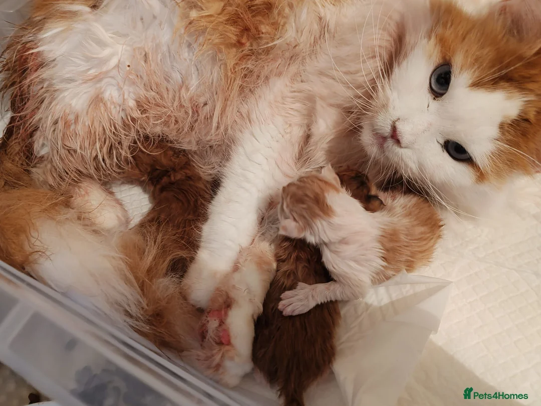 Maine Coon cats for sale: Russian bloodline Maine coon kittens in Leeds - Advert 2