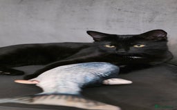 Mixed Breed cats for sale: Ragdoll cross male kitten - Image 6