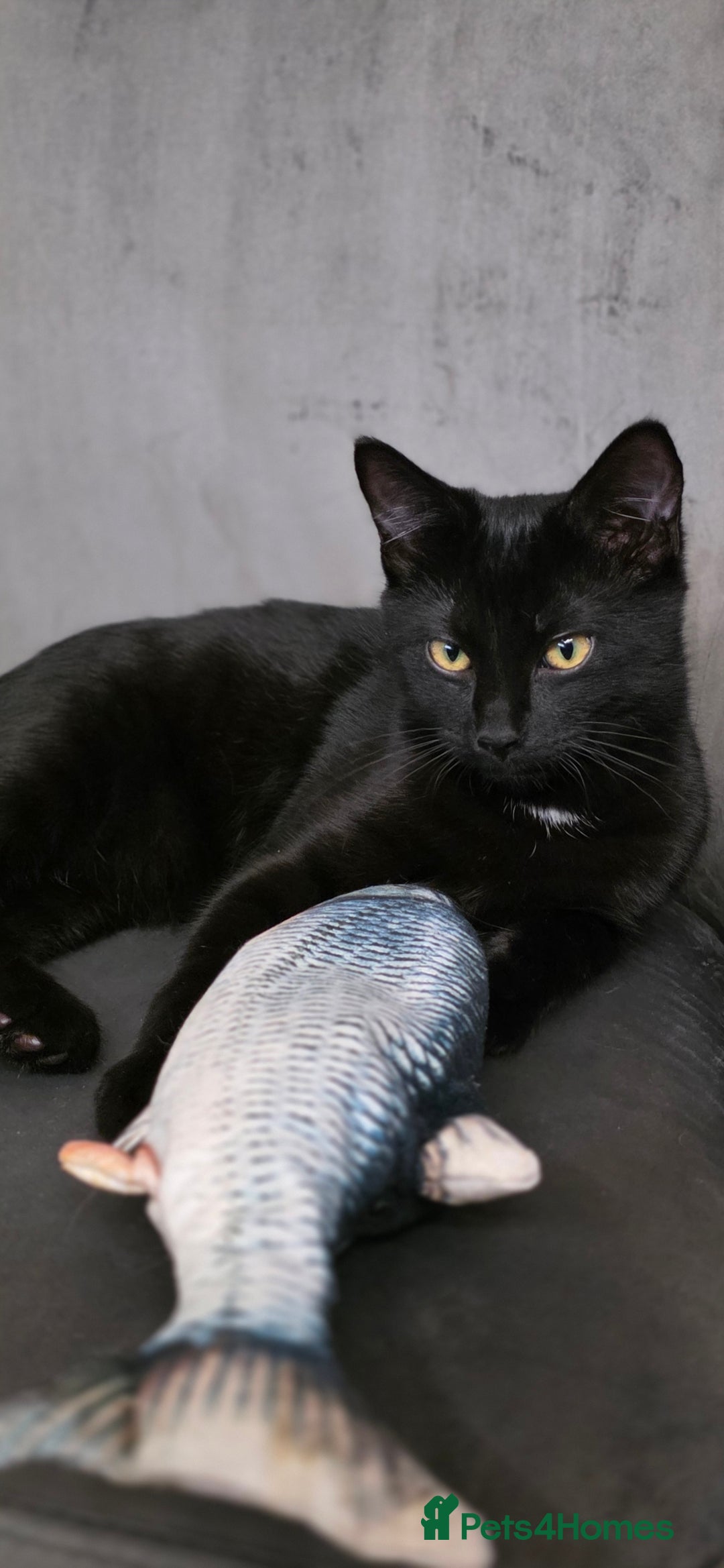 Mixed Breed cats for sale: Ragdoll cross male kitten - Image 6