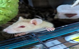 Rat rodents for sale: 3 Male Rats looking for home - Image 3