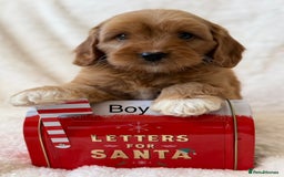 Cavapoo dogs for sale: Cavapoo *Licensed* Ready 2nd Dec. - Advert 1