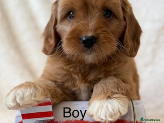 Cavapoo dogs Cavapoo *Licensed* Ready 2nd Dec. - Advert 2