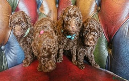 Toy Poodle dogs for sale: Gorgeous chocolate tiny toy poodles  - Image 11