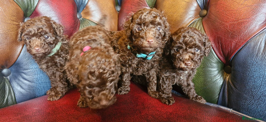 Toy Poodle dogs for sale: Gorgeous chocolate tiny toy poodles  - Image 11