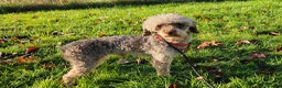 Toy Poodle dogs for sale: Toy Poodle chocolate Phantom - Advert 1