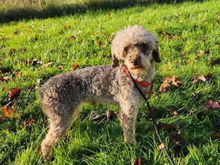 Toy Poodle dogs Toy Poodle chocolate Phantom - Advert 5