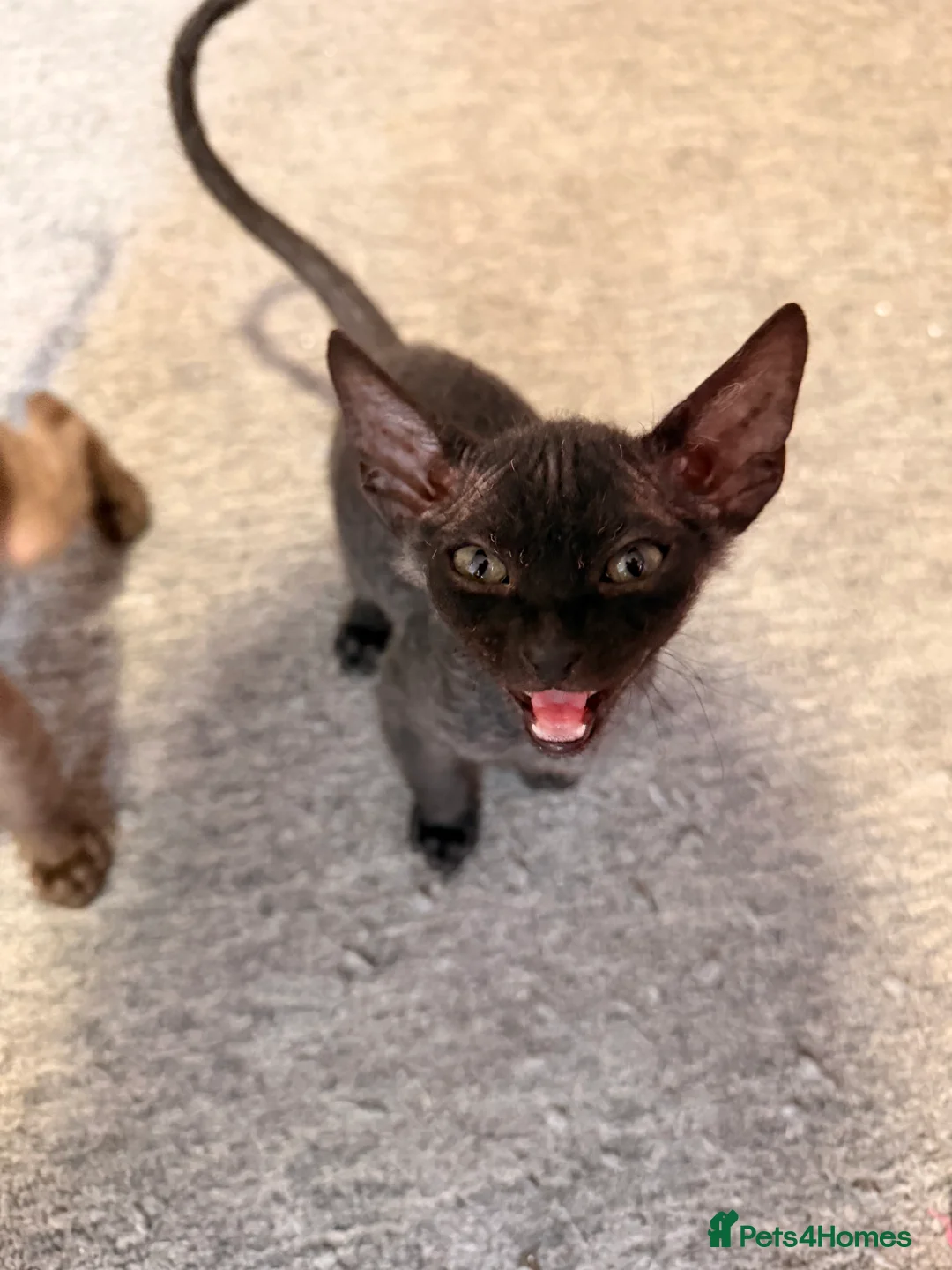 Mixed Breed cats for sale: 2 beautiful Velour Sphynx boys left 🤎🖤 - Advert 12