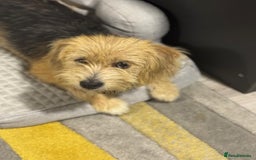 Yorkshire Terrier dogs for adoption: Sweet Daisy looking for LOVE  - Image 3