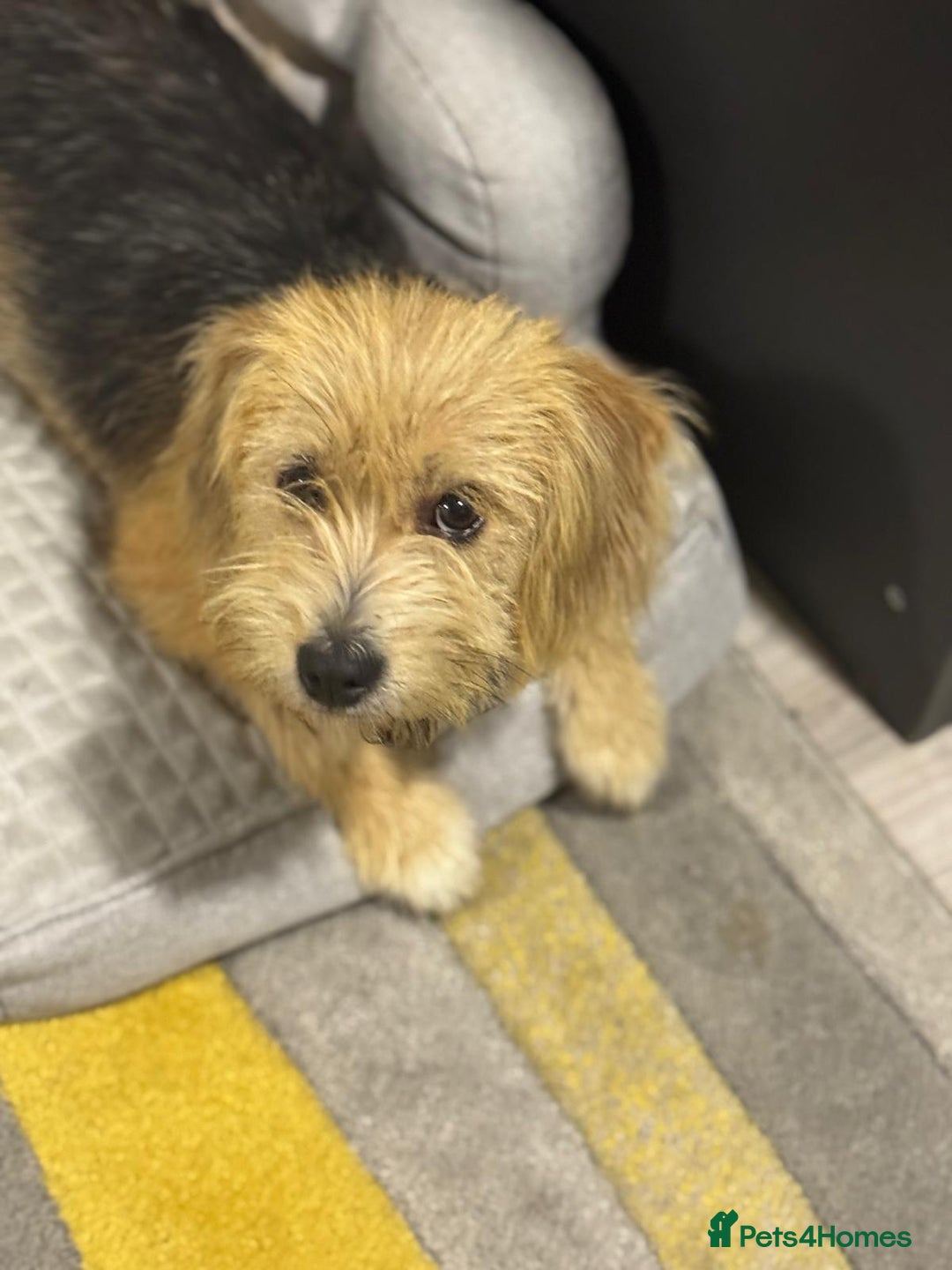 Yorkshire Terrier dogs for adoption: Sweet Daisy looking for LOVE  - Image 3