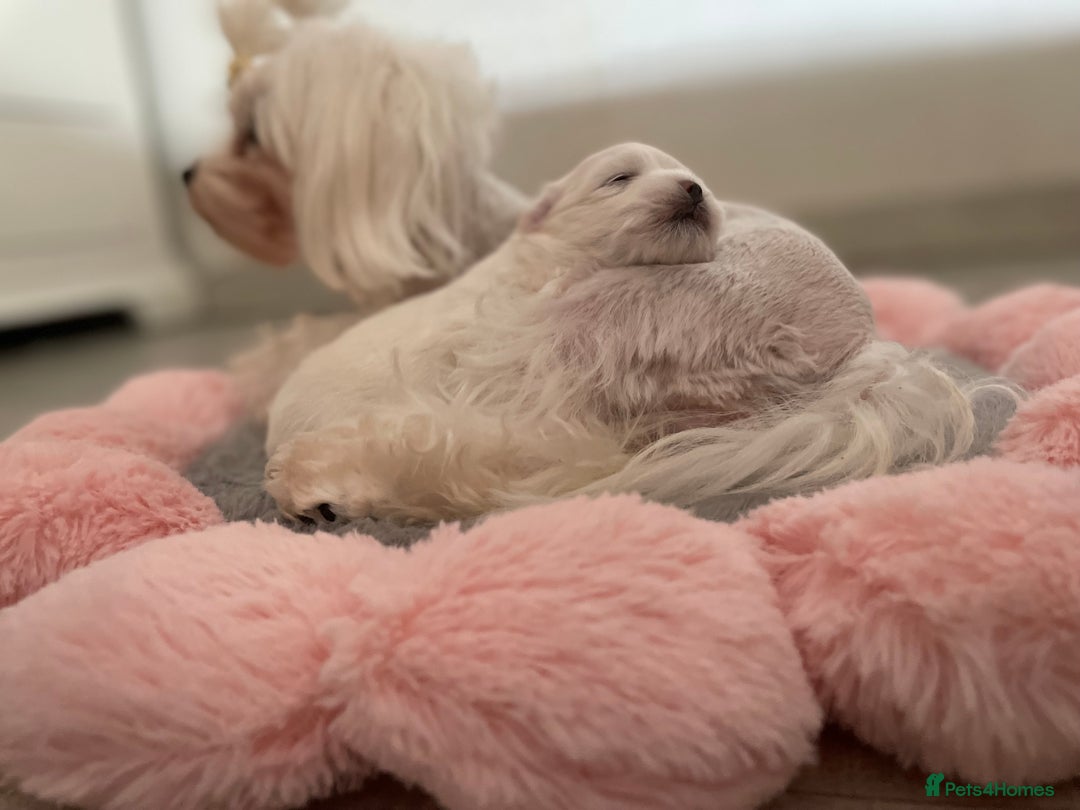 Maltese dogs for sale: Tiny Maltese Girl – Kennel Club Reg. - Image 6