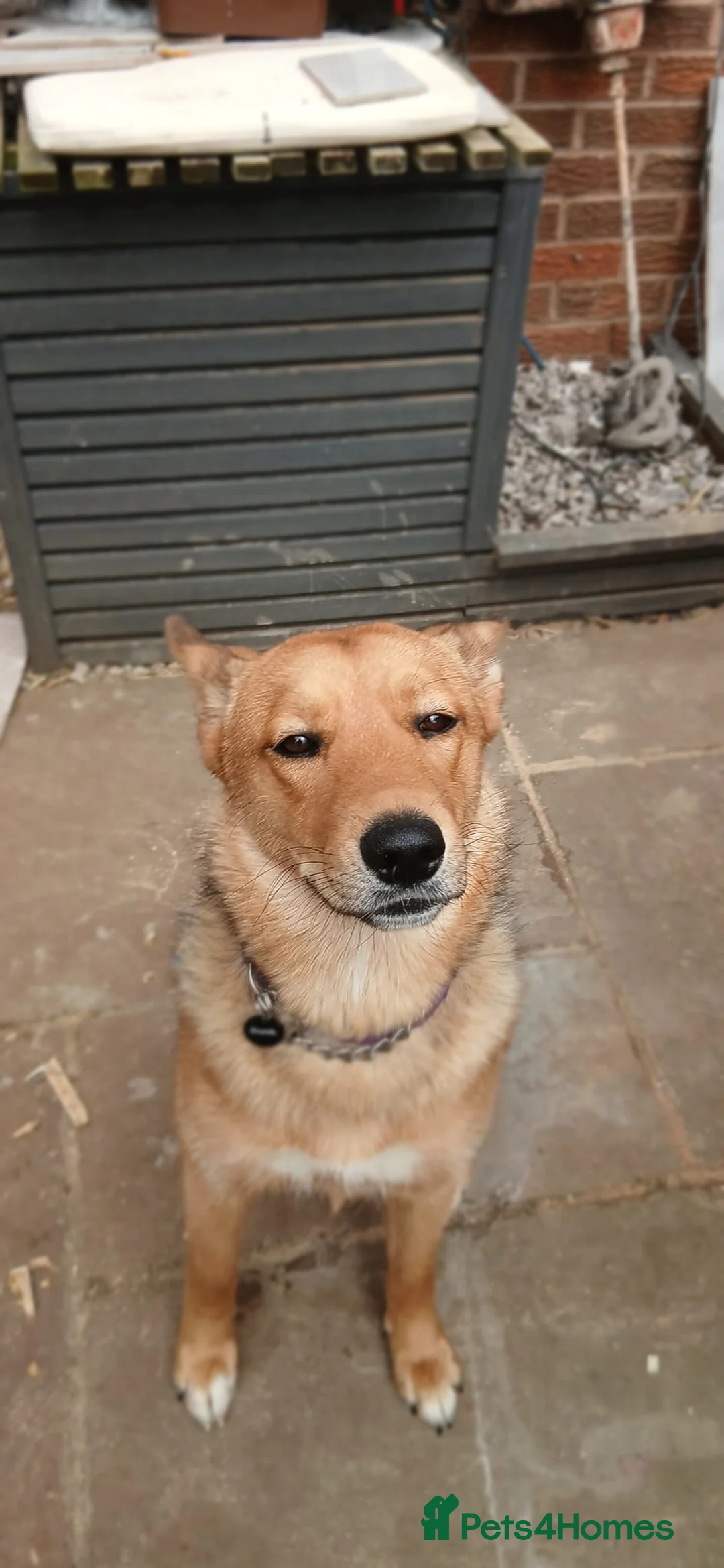 Mixed Breed dogs for sale: Female husky cross - Advert 2