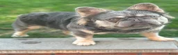 French Bulldog dogs for stud: Ernie - Advert 6