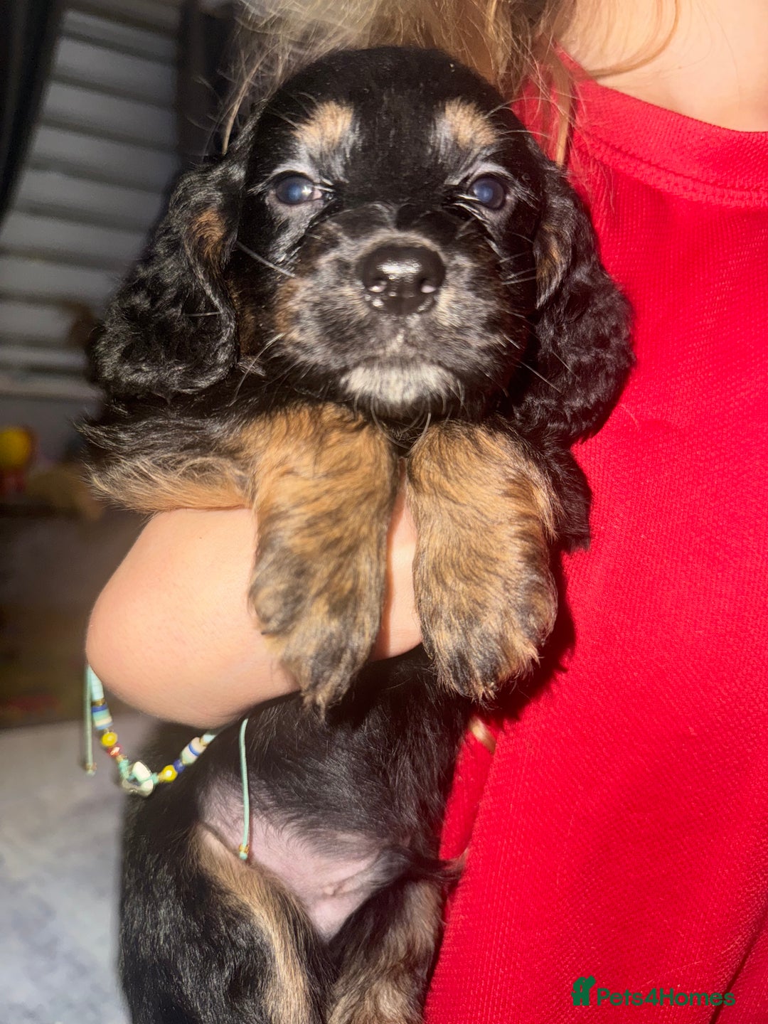 Cocker Spaniel dogs for sale: Beautiful cocker spaniels  - Image 8