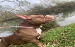 Mixed Breed dogs for sale: Stunning female pocket bully age 3 - Image 16