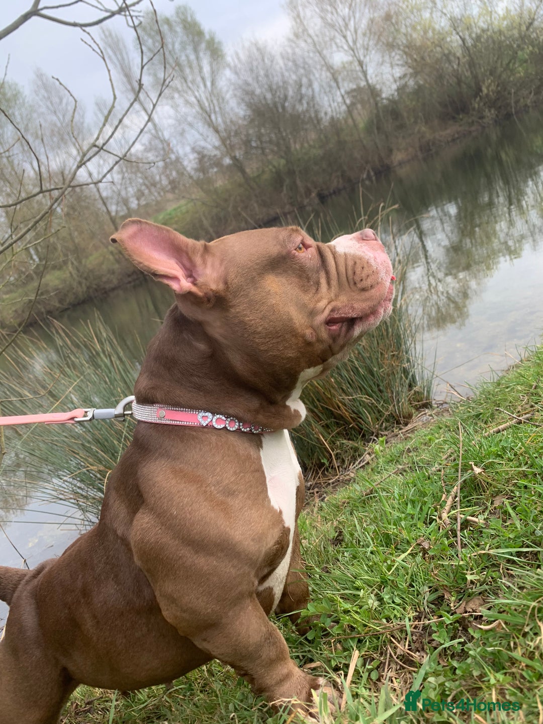 Mixed Breed dogs for sale: Stunning female pocket bully age 3 - Image 16