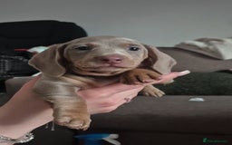 Miniature Dachshund dogs for sale: Ready soon Pedigree beautiful Mini Dachshund Girl  - Image 16
