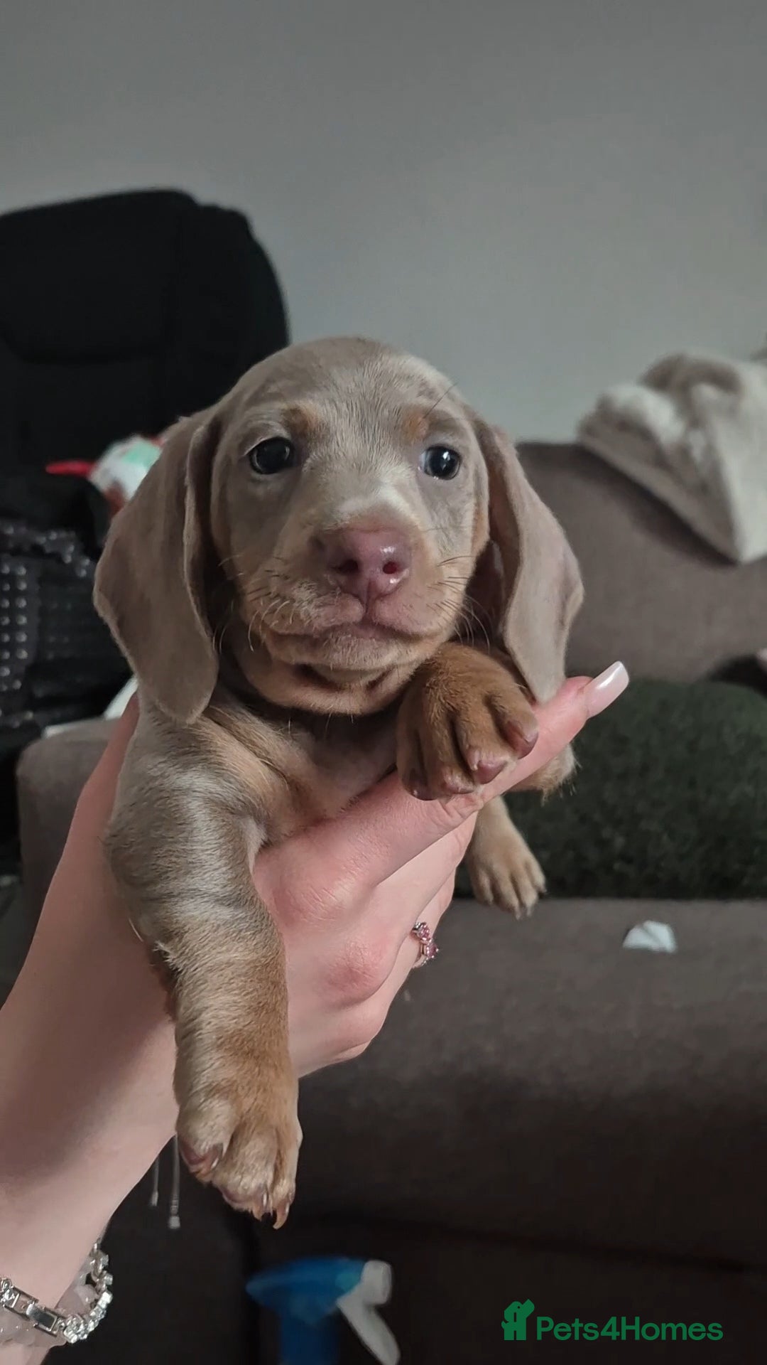 Miniature Dachshund dogs for sale: Ready soon Pedigree beautiful Mini Dachshund Girl  - Image 16